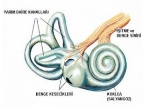 ic-kulak-yapisi